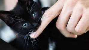 Як послабити укус кота